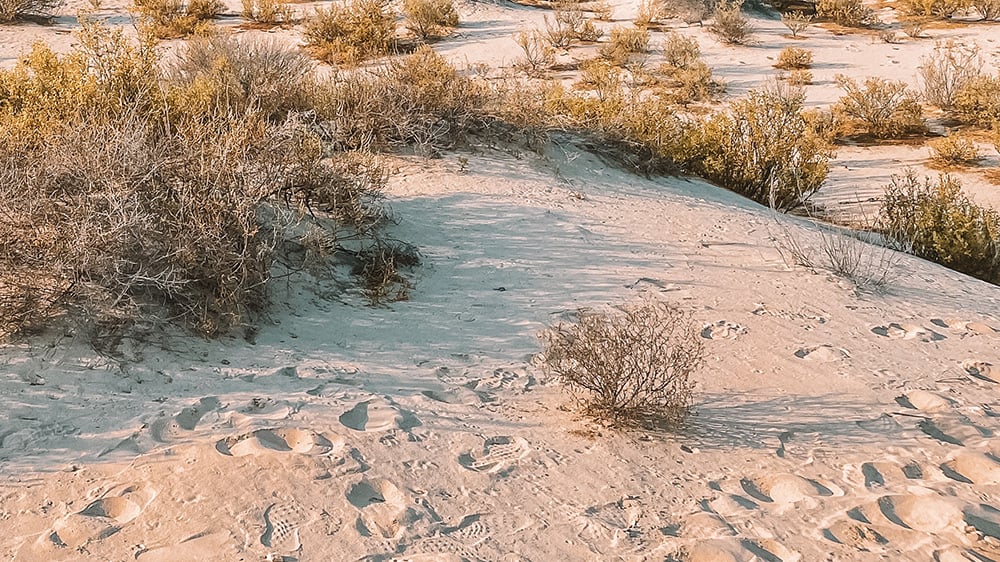 View of sabkha soil with vegetation