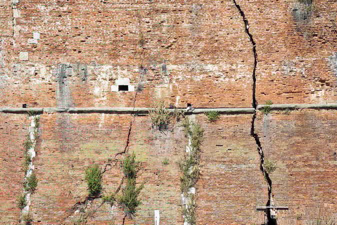 What Damage Can Tree Roots Do to Your House Foundations?