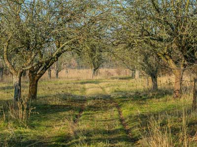 field with trees in dry weather causing subsidence
