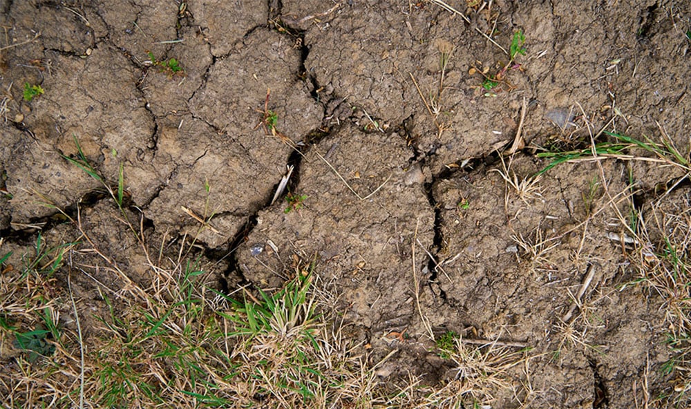 Närbild på sprucken lerjord och lite gräs.
