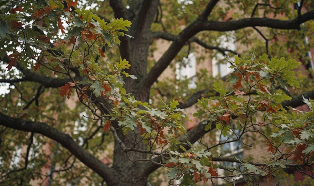 Ett ekträd framför bostadshus skapar sättningar på grund av dess rötter.
