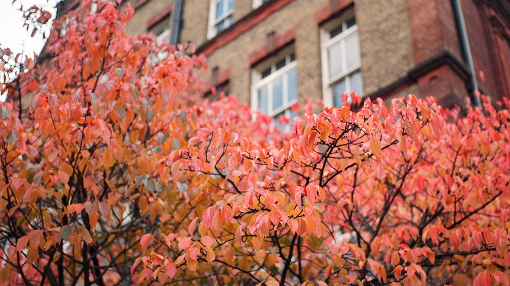 Looking from street level upwards at tree with autumn leaves and a residential block of flats in background in the UK